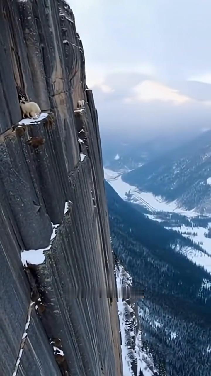 峭壁精灵岩羊。
千万别让牛顿看到这一幕，不然他的棺材板就压不住了。他们完全无视牛
