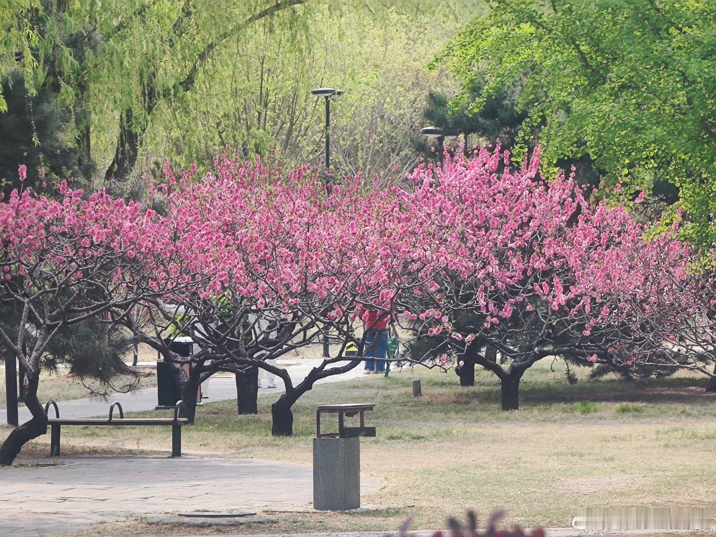 莲花池公园大美春色摄影 