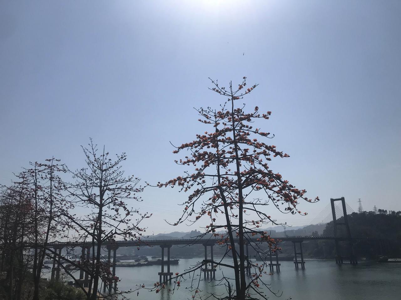 木棉花为什么是红色的木棉花红，主要是花青素+生存策略+文化寓意三层原因，也叫英雄