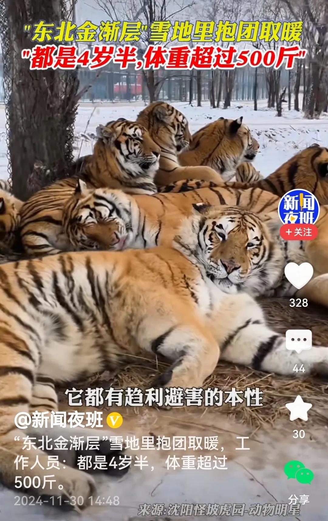 嘻嘻！看看这群超级“东北金渐层”一个个横躺竖卧聚一起在干嘛，扎堆呗！抱团取暖啊！