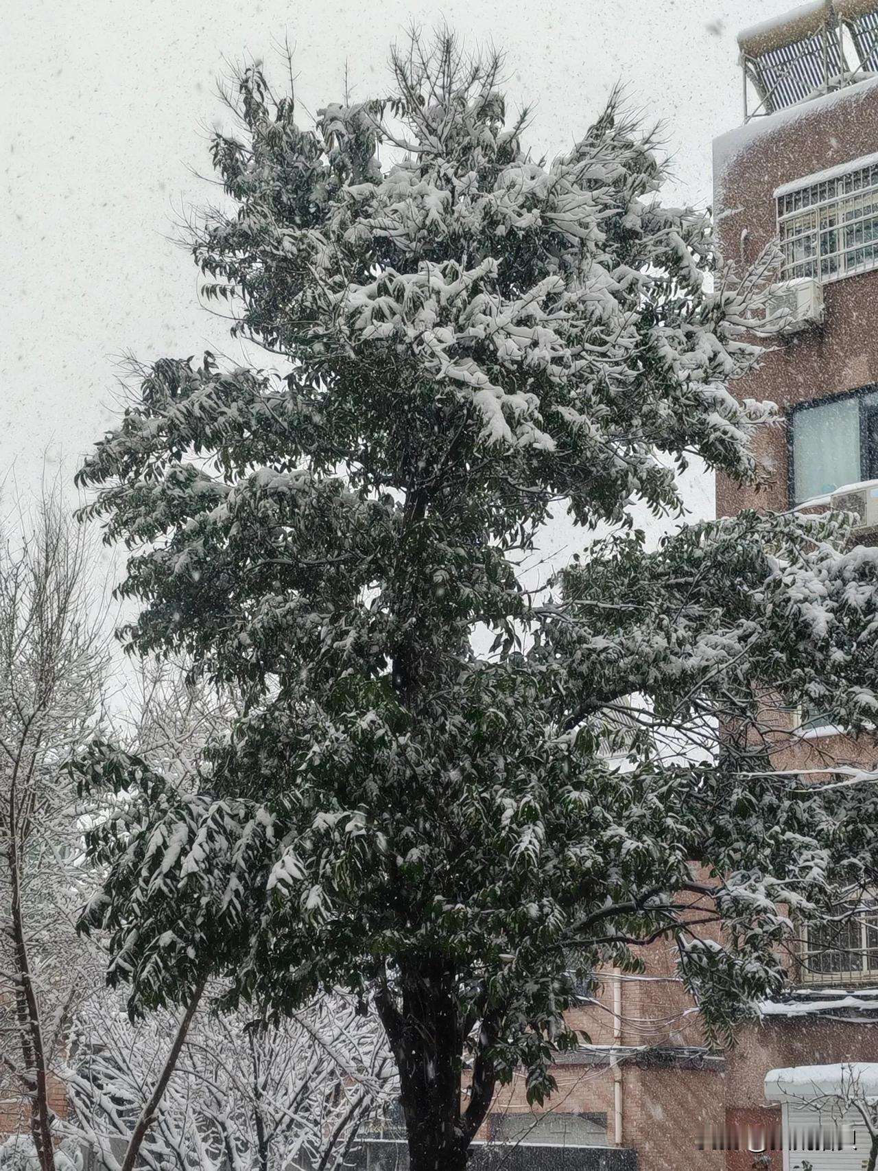 晒晒你拍的雪景“女贞”被瑞雪装扮。