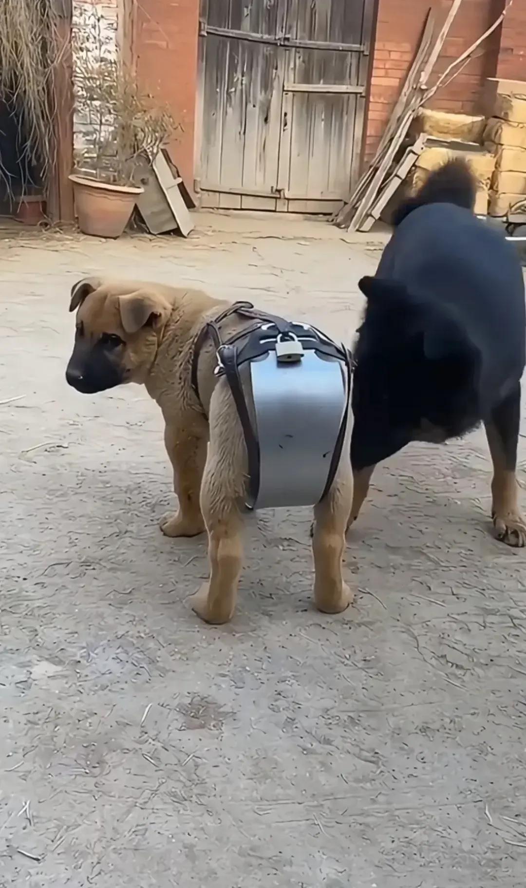 家里的狗经常被别人家的狗欺负，大家看看我给它做的这个盔甲怎么样？