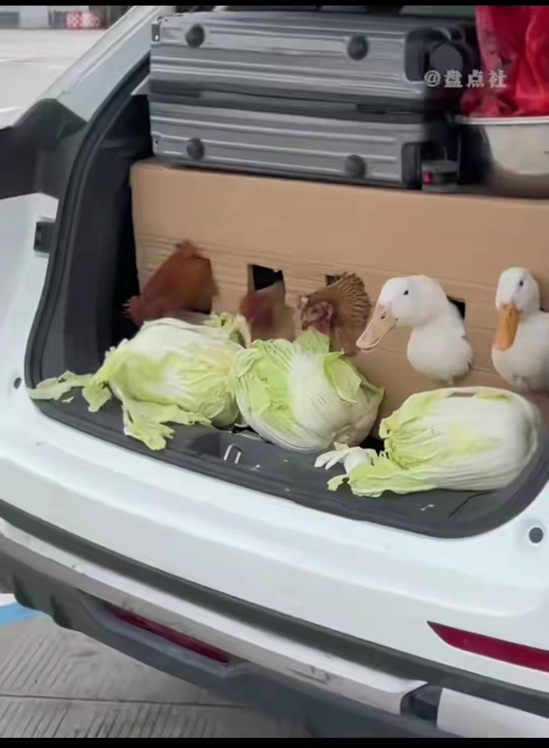 完整榜单
过年返程，满载而归的行李铺满了厨房——这背后的“年味”你感受到了吗？