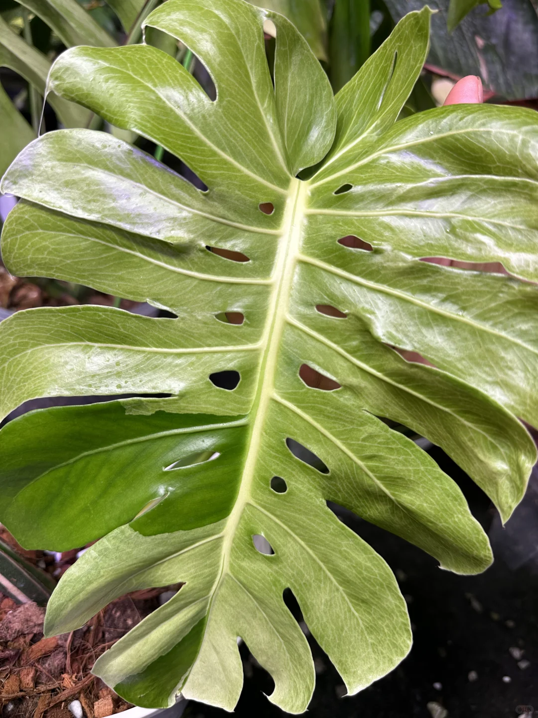 面纱veil龟背竹独特的纹理花色，发色非常多变。