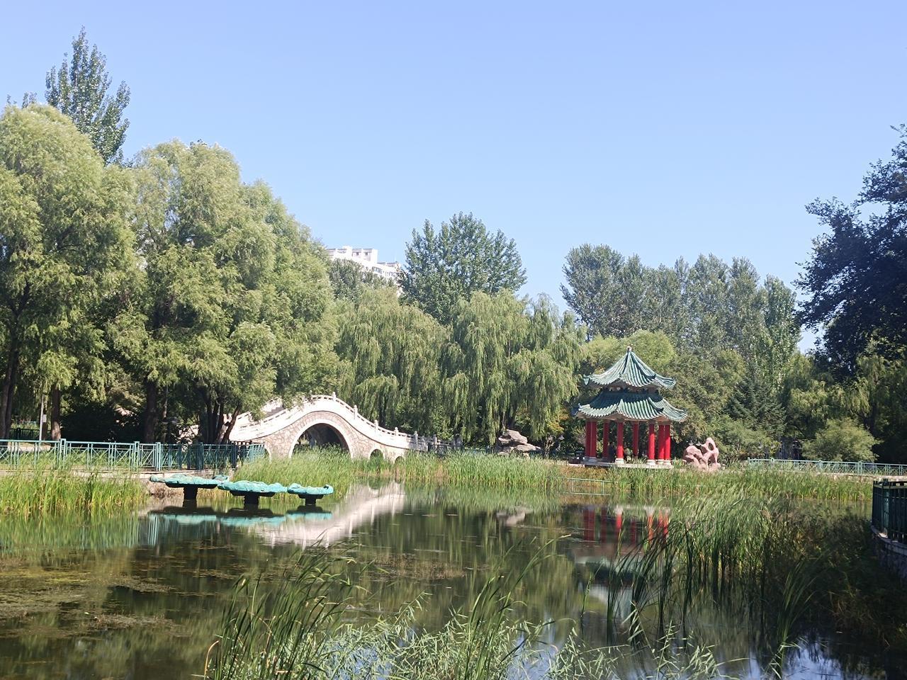 公园美景随拍哈尔滨松北新区中心公园，初秋晴日。荷塘、古亭、石桥藏于繁树之间。身在