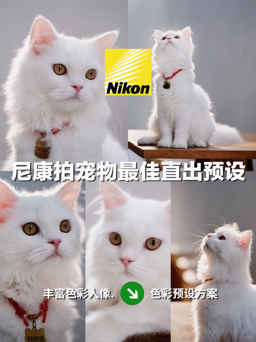 尼康预设｜宠物也能拍出高级范🐾