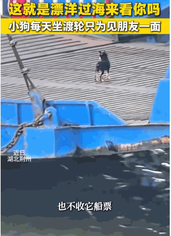 天下之大无奇不有！7月8日报道，湖北荆州，一只小黑狗，为了能天天和长江对岸的“好