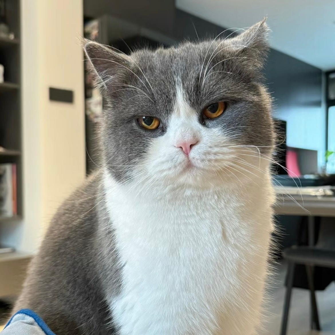 当猫的哪有不发疯的，硬撑罢了[酷]#猫 别来烦我# ​​​