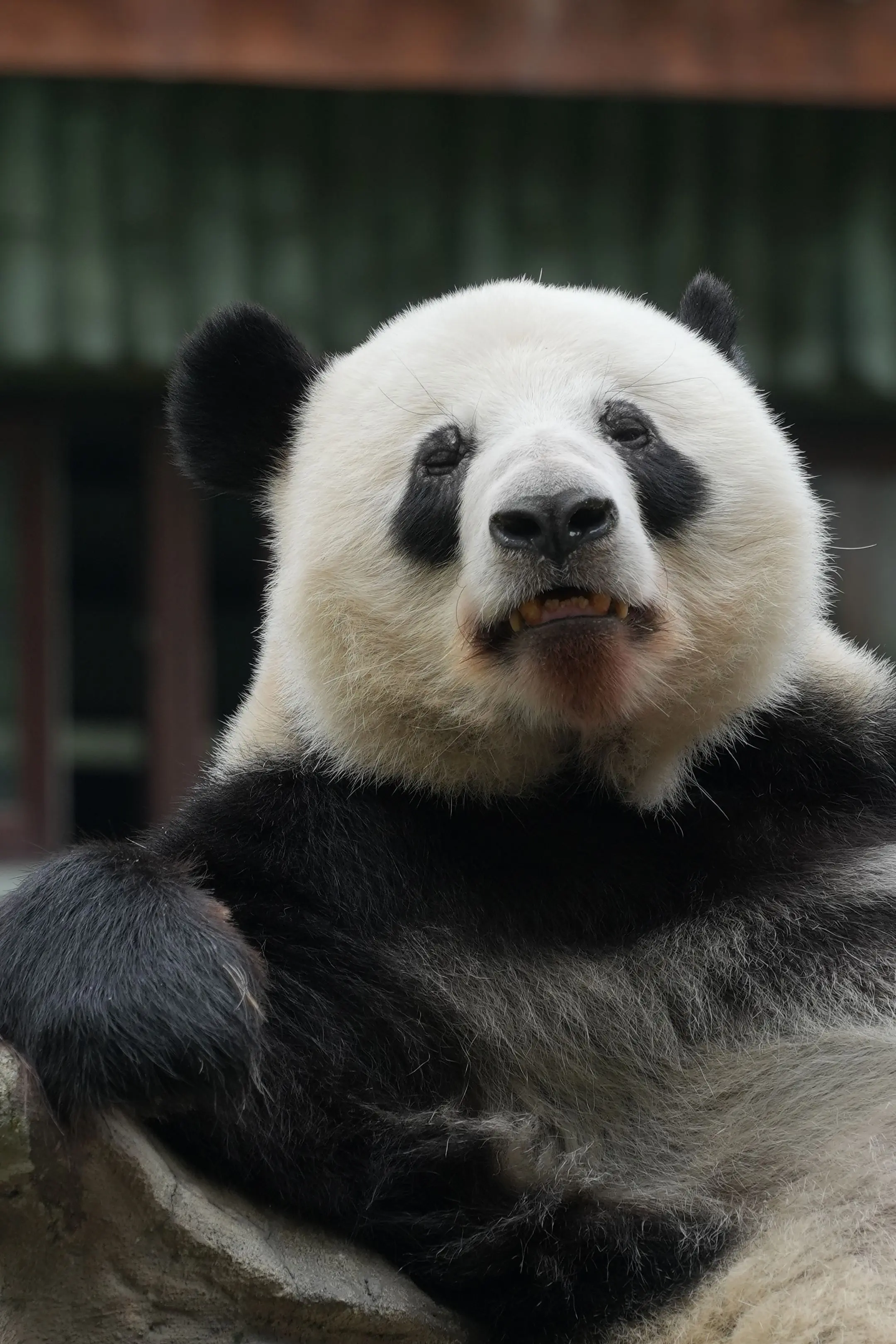 纪念拍星一拍坏快门的一天，新鲜出炉的图。（星:谁让你一天天拍牛丸。）