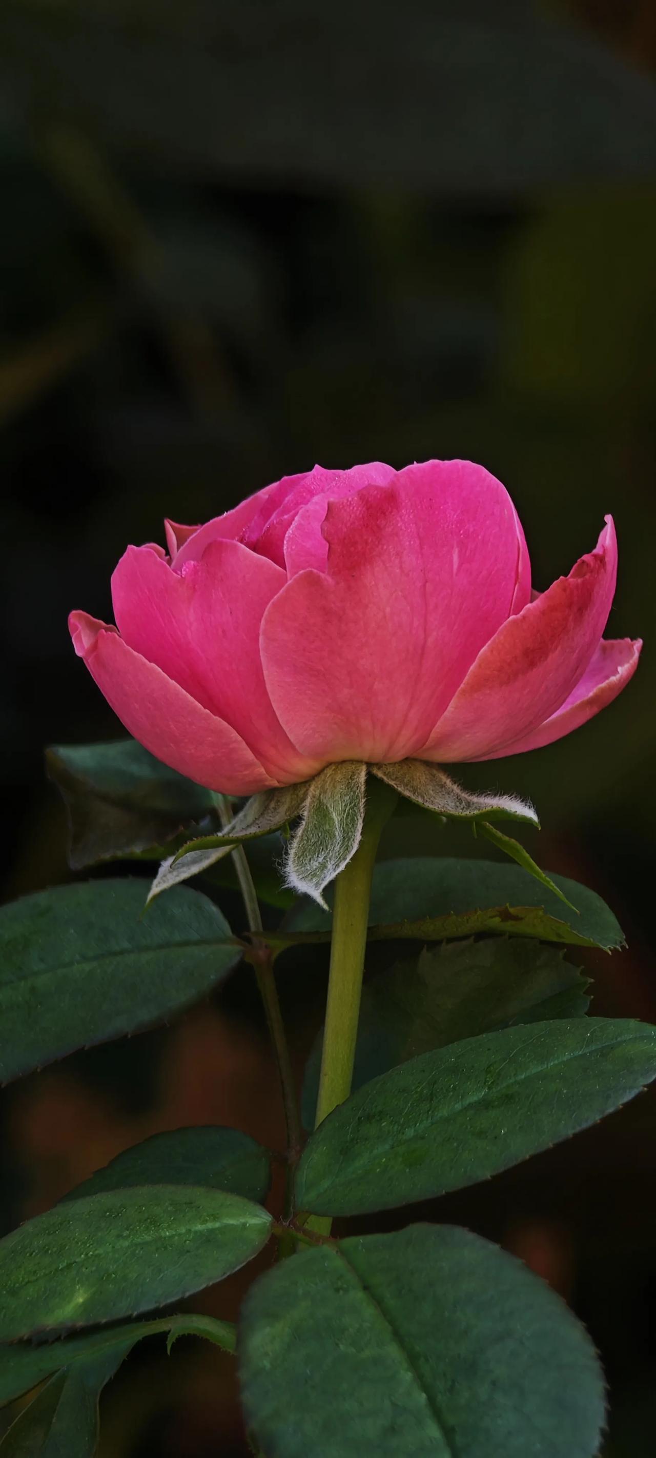 #每天分享一些花的照片#