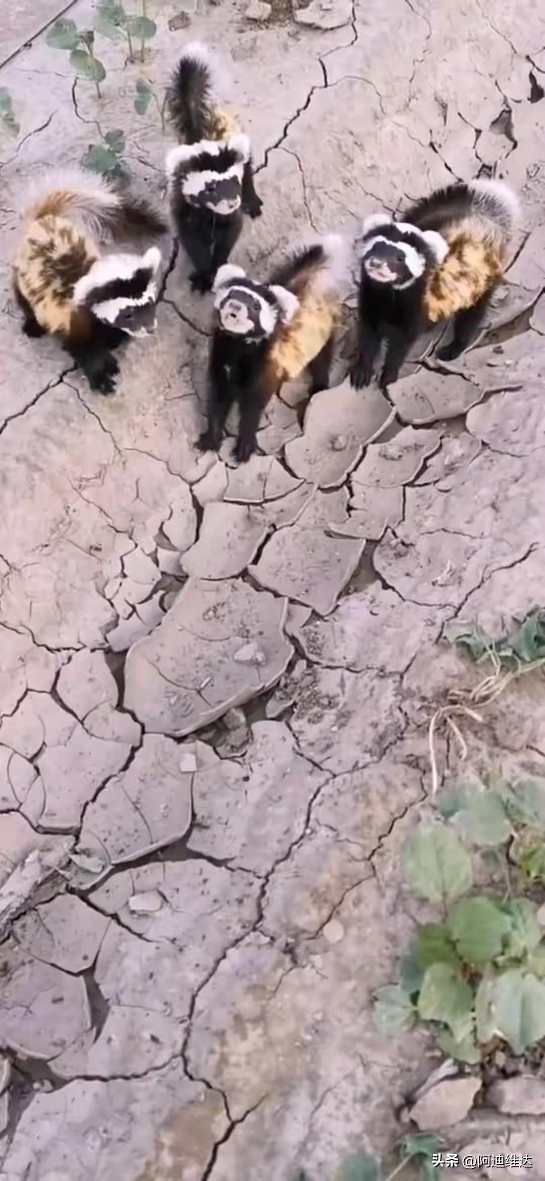 新疆双河的棉花地里，突然冒出来几只“神秘脸谱侠”！种地的大姐正弯着腰施肥，冷不丁