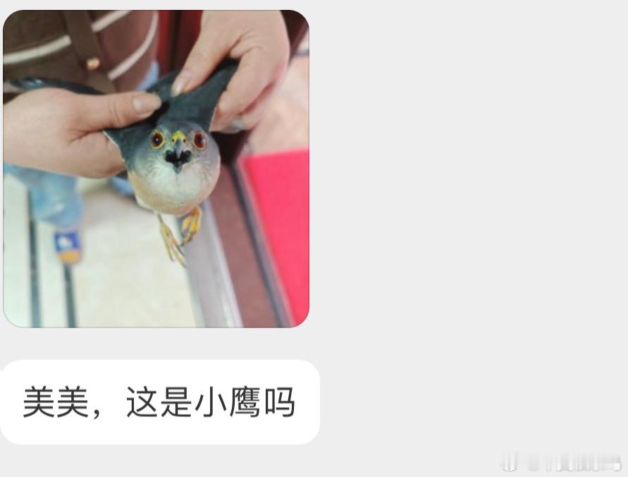 看着就很刑的【日本松雀鹰】虽然个头小小的，但成年了（二级保护鸟类）能飞就尽快放了
