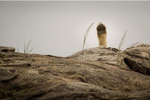 “Hey Man! Give me five!