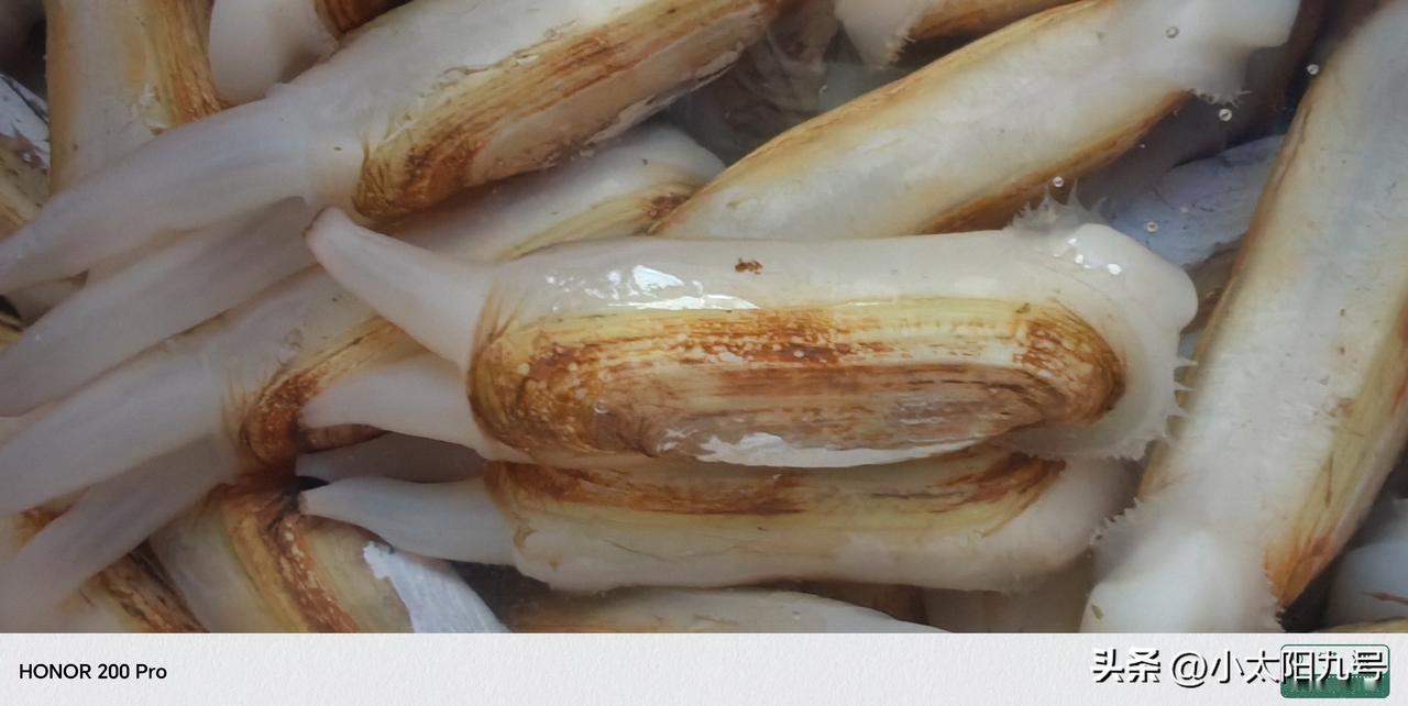 宁海县著名特产长街蛏子，肉厚味鲜黄壳无泥沙，谓西施舌，哈哈哈，煮一下即可食，真鲜