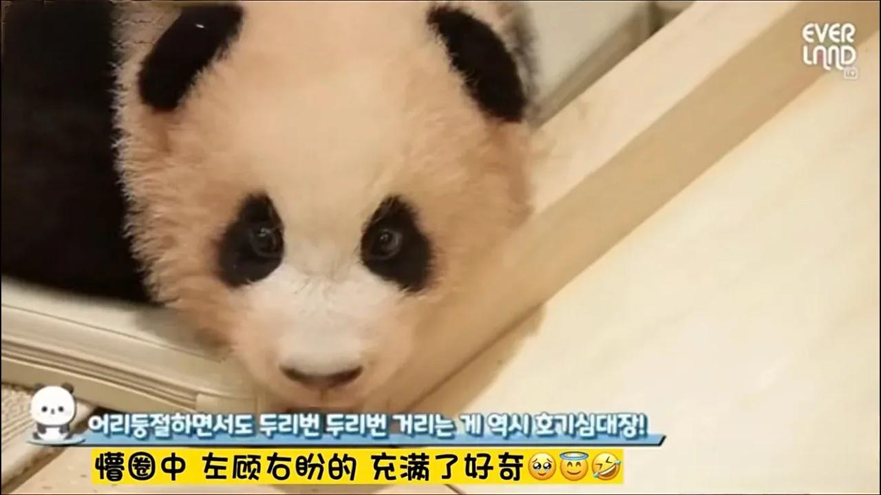 福猪猪的公主房👸
从小就是被捧在手心里的宝贝
在这里艰难地迈出了熊生的一步又一