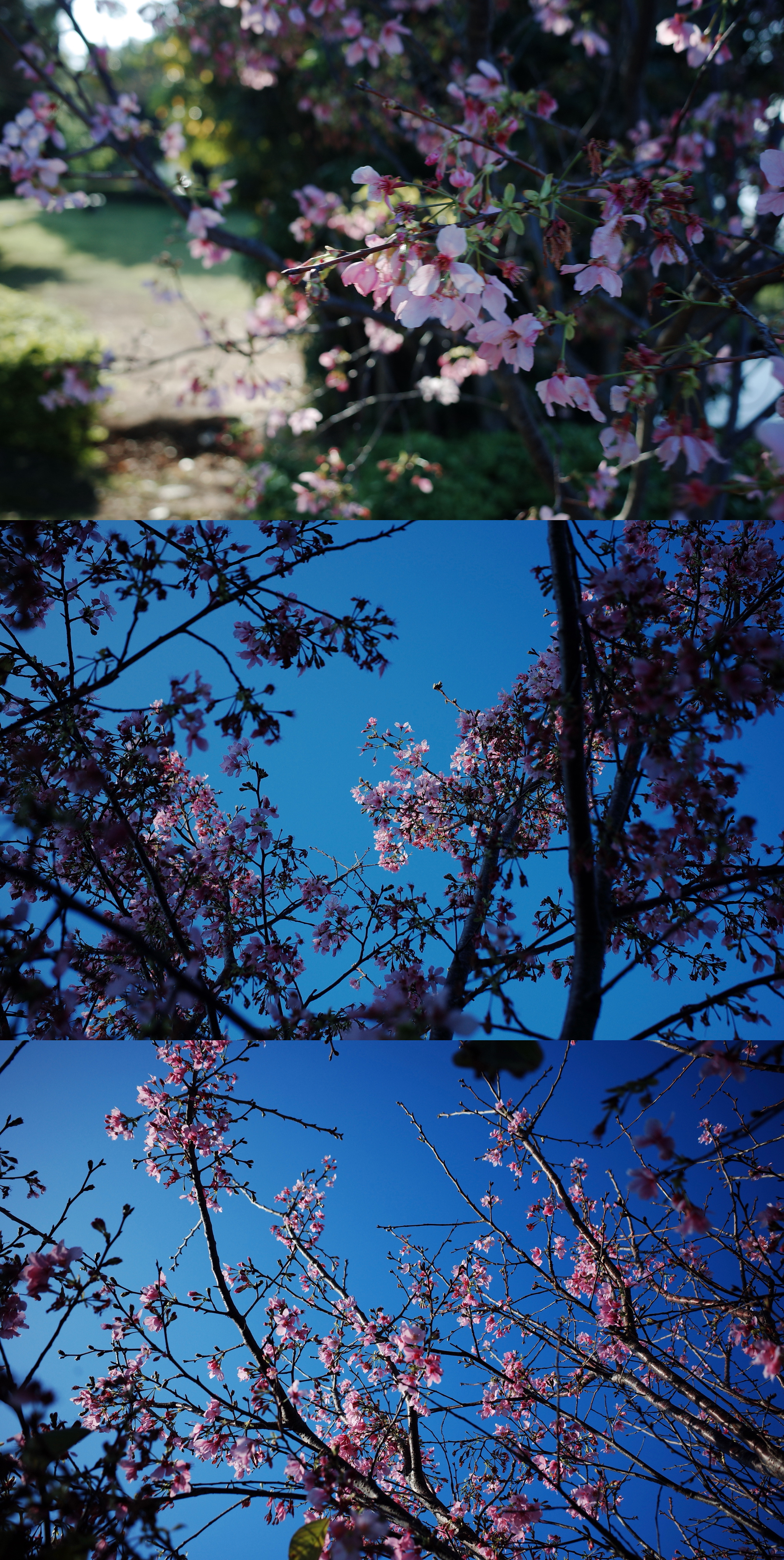 花花，一个松下拍的，一个理光拍的 