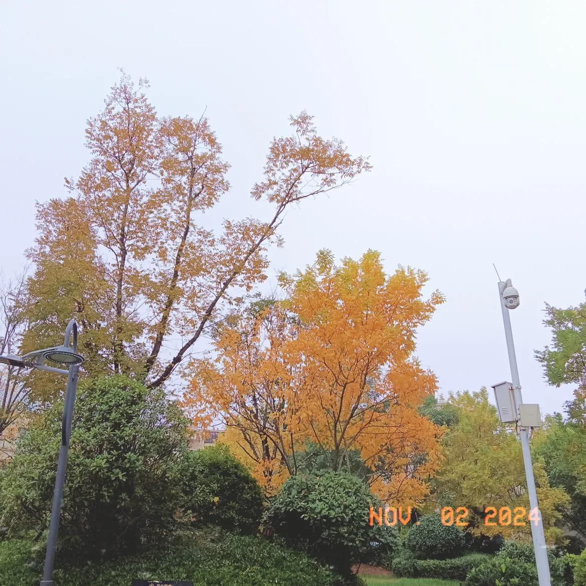#分享一张秋景的树叶的照片？#
好看的枫叶红于二月花。真个好秋景也