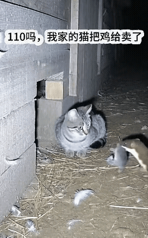这猫咪假如是人的话就该判刑！
主人养了一只猫咪让它保护小鸡，开始猫咪还算称职，但