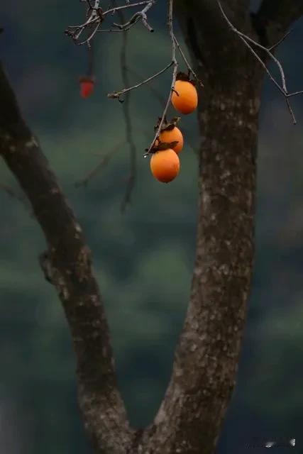 一生所愿，二字洒脱，碎银凑三四两，又约得五六朋，七月秋实硕硕，八日拈花几朵，九时