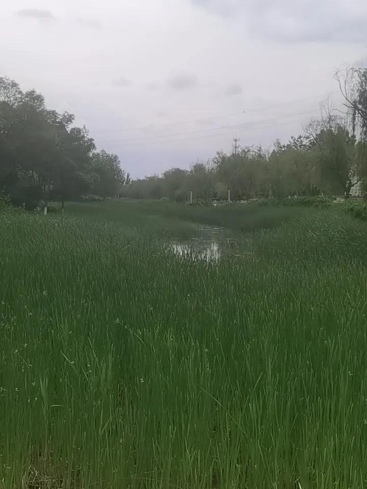 滨河公园的蒲草绿了，绿的满眼都是，已经有很多年没有看到过这么大面积的蒲草了。蒲草