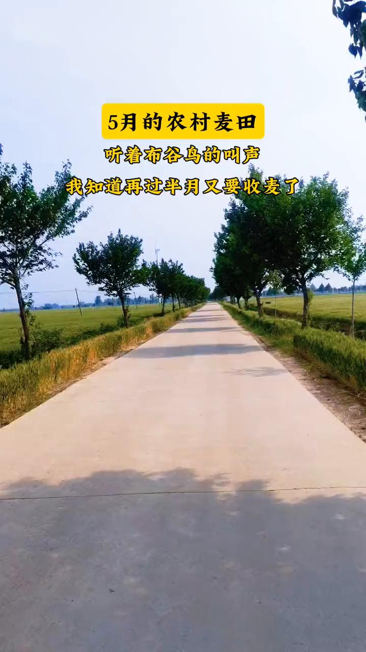 5月的农村麦田，听着布谷鸟的叫声，我知道再过半月又要收麦了。