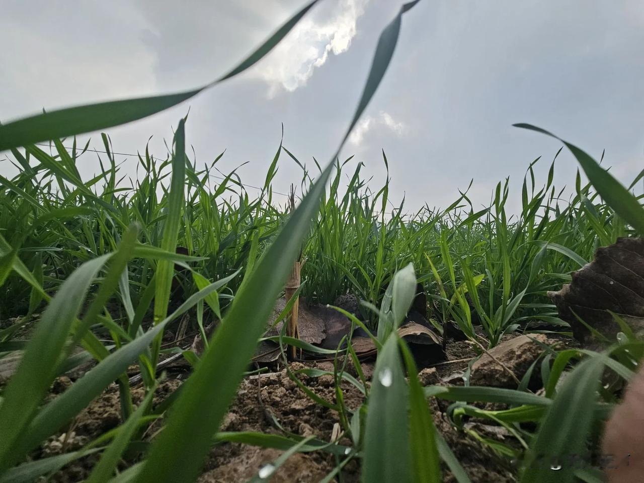 冬雨与小麦的私语
冬雨淅沥，滴答在窗前，
像老友轻敲着门扉。
我蜷缩在温暖的被窝
