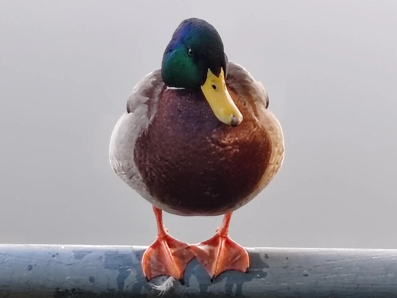 深秋之美。