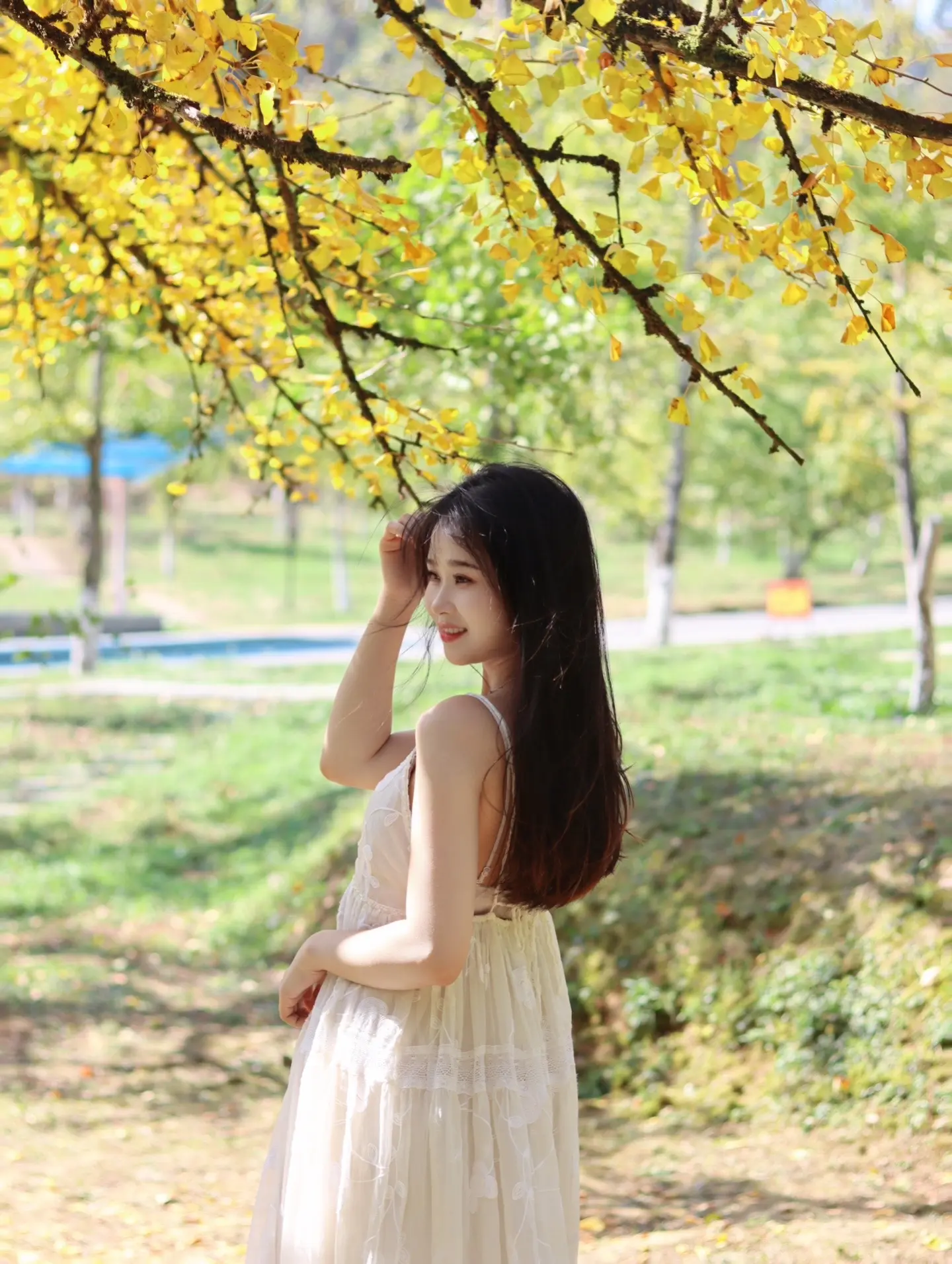 赴一场银杏叶的黄金盛宴