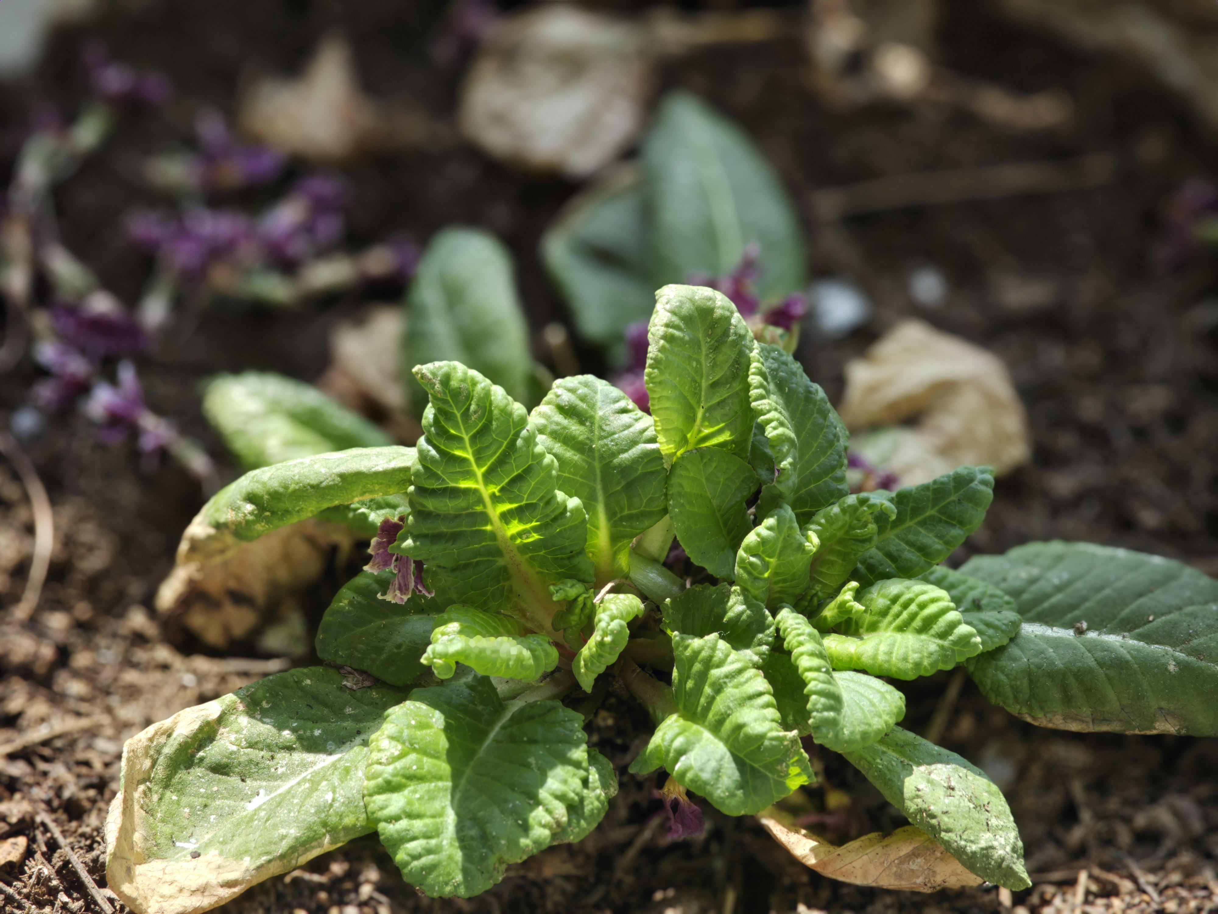 发一组Galaxy S26 Ultra虚拟光圈模式拍摄的照片。真实自然，但不讨好