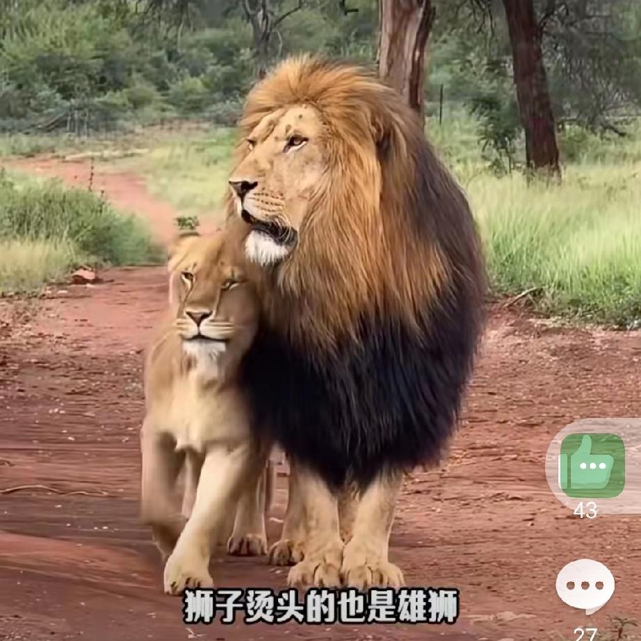 雄性为啥更爱美！动物界的“颜值内卷”
 
漫步自然界，雄性动物的“高颜值”总让人