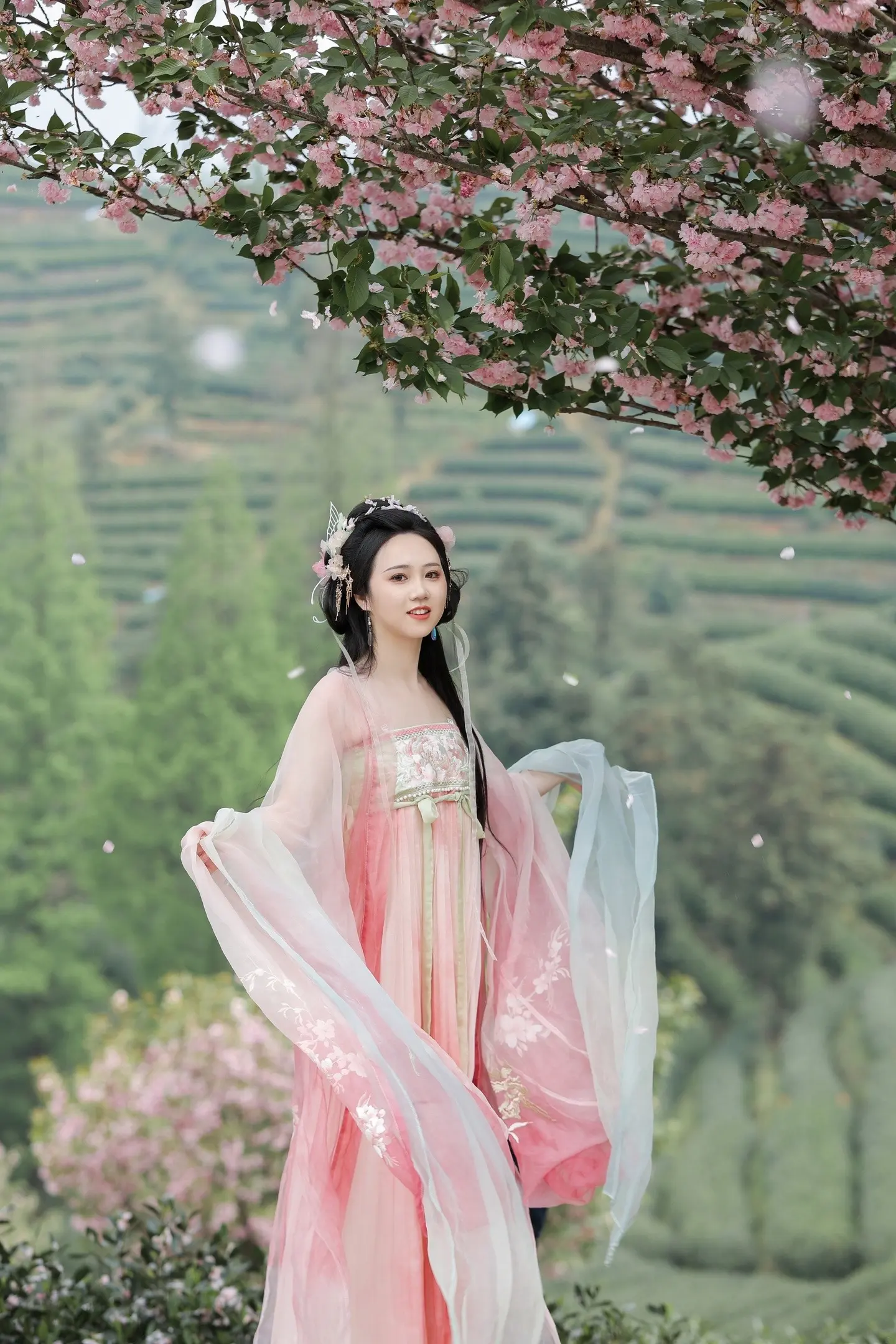 客| 茶山上的樱花树下拍到了人生照片。