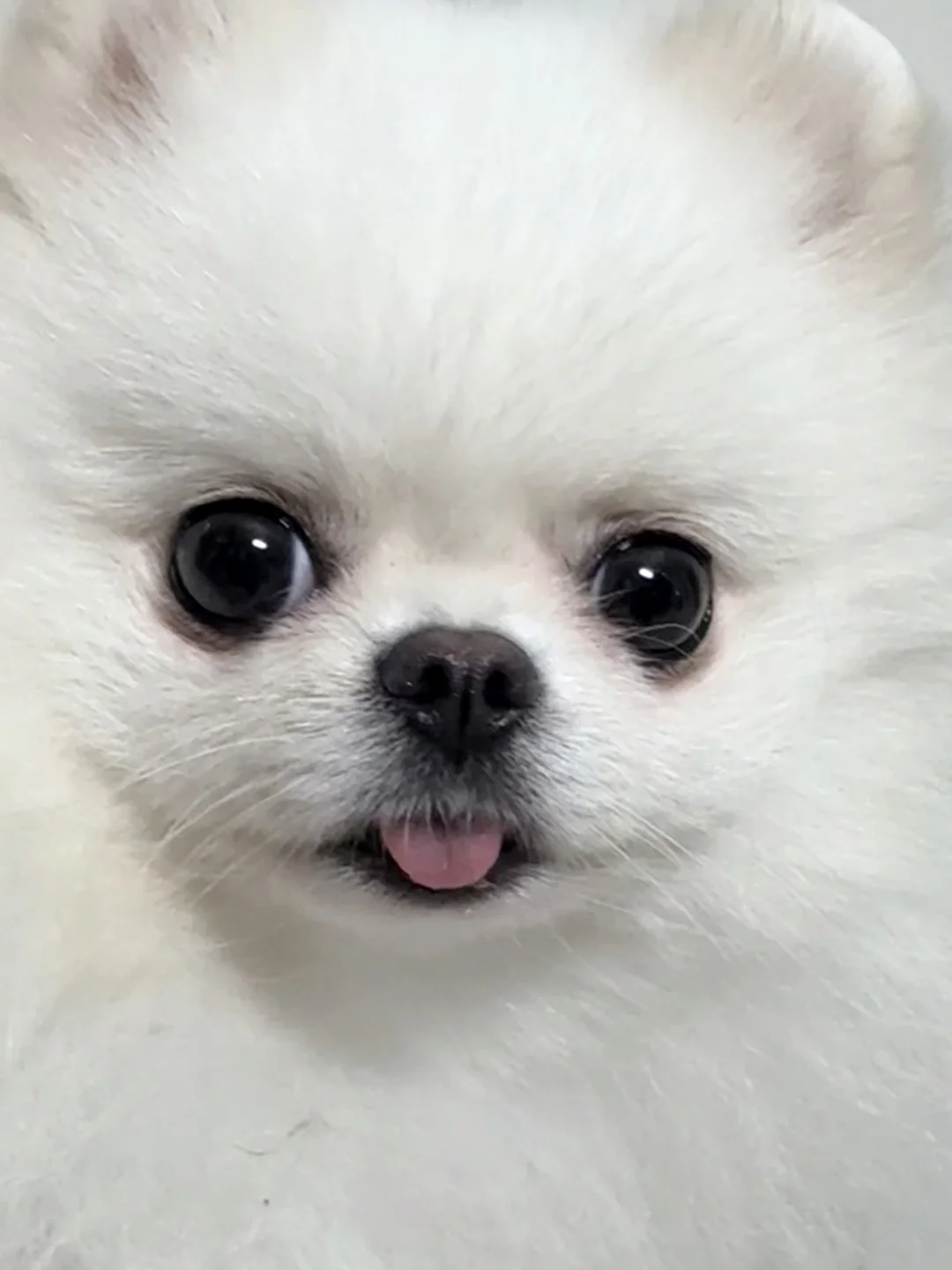 小小的脸上大大的五官