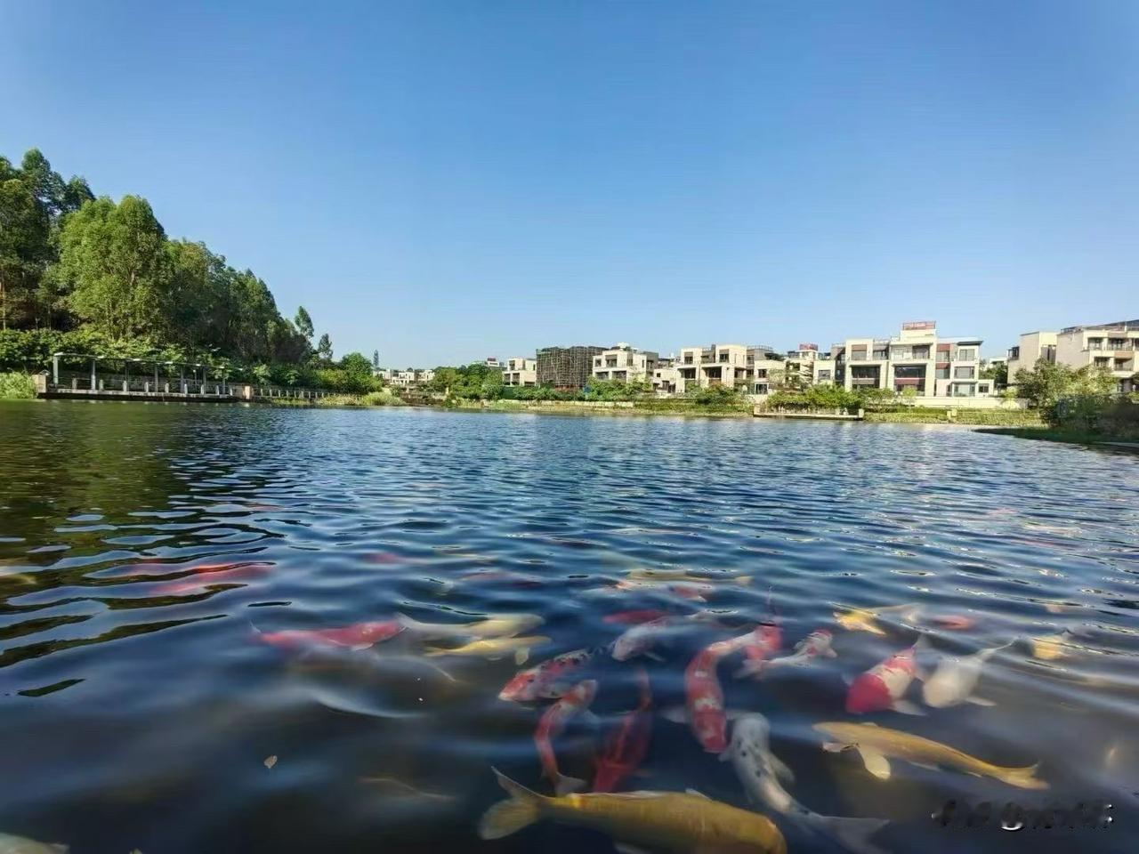 可以分享一张你拍的天空美照吗今天随手拍的美景，蓝天映着湖水，锦鲤在水里慢悠悠地游
