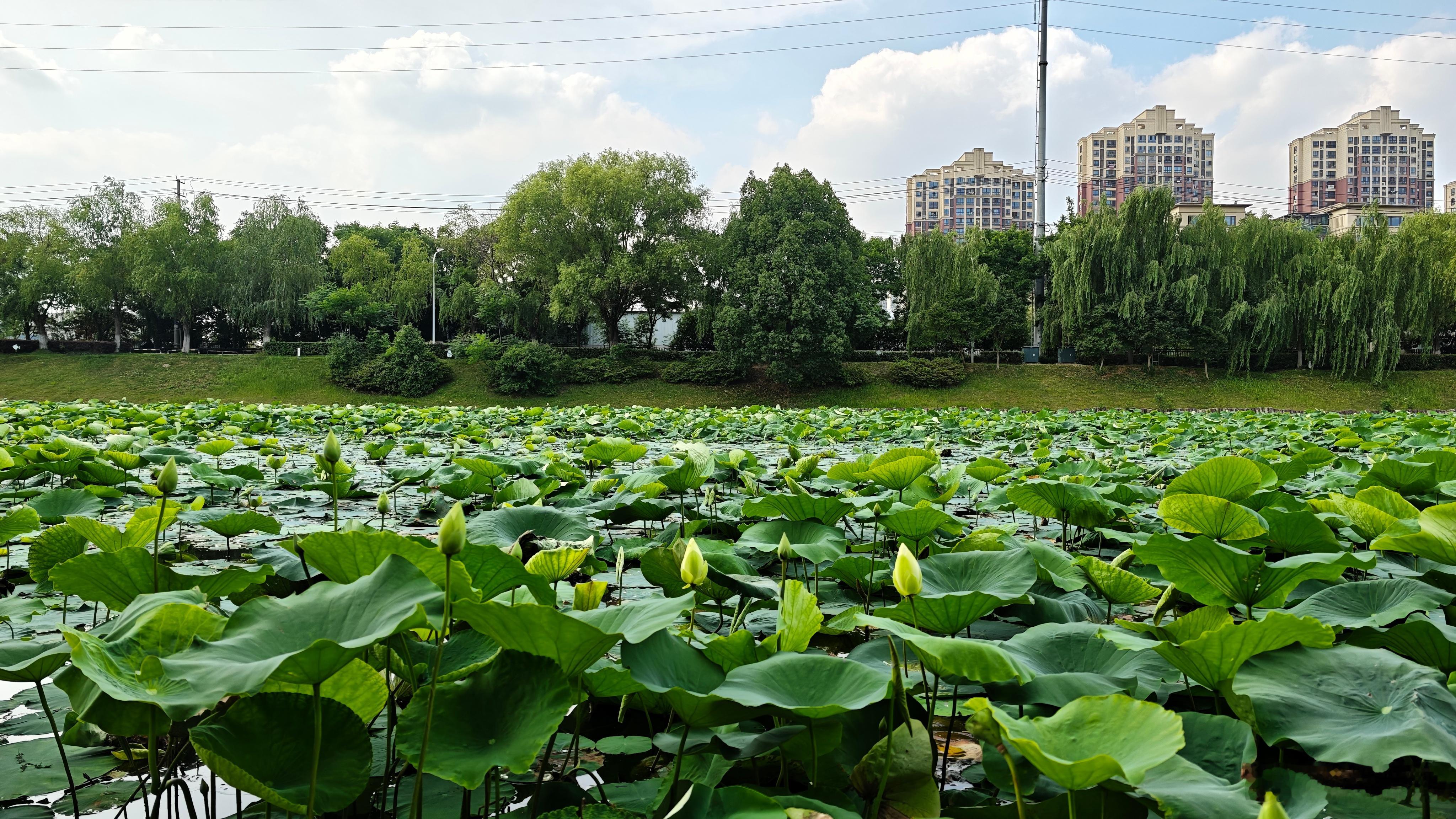 蝉鸣把空气切成碎片，我一片片拾起来 