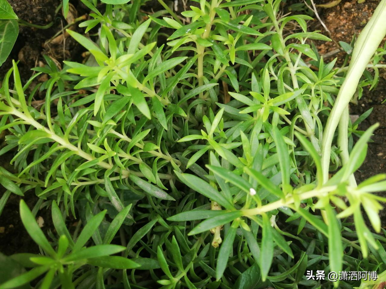 顺便问问大家，这两样是什么植物？花盆里长的。谢谢啦[祈祷]