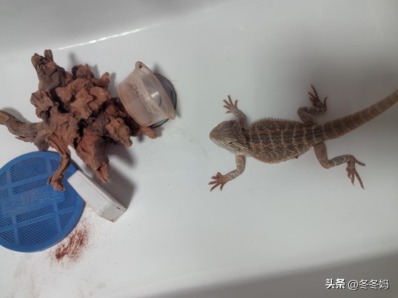 晒图笔记大赛 终究是当妈的担下了所有。
半年前闺女心心念念要养个小宠物，花了不到