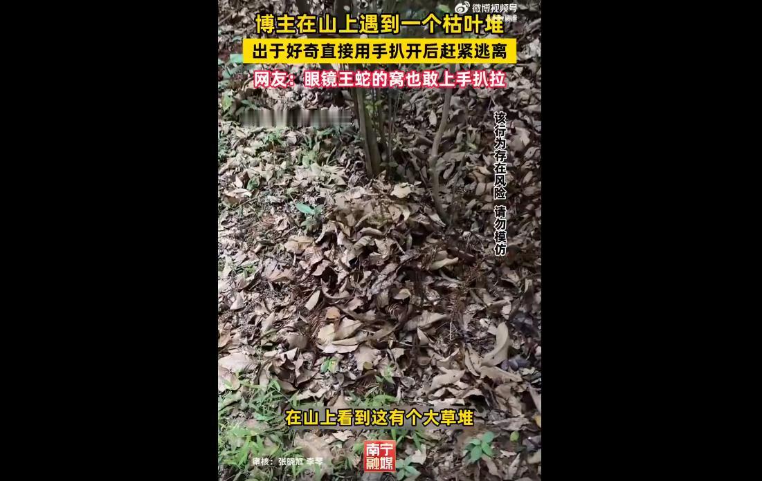 近日，广东一名男子上山时因好奇徒手翻动山林枯草堆，发现一堆形似蚕茧的白色物体，凑