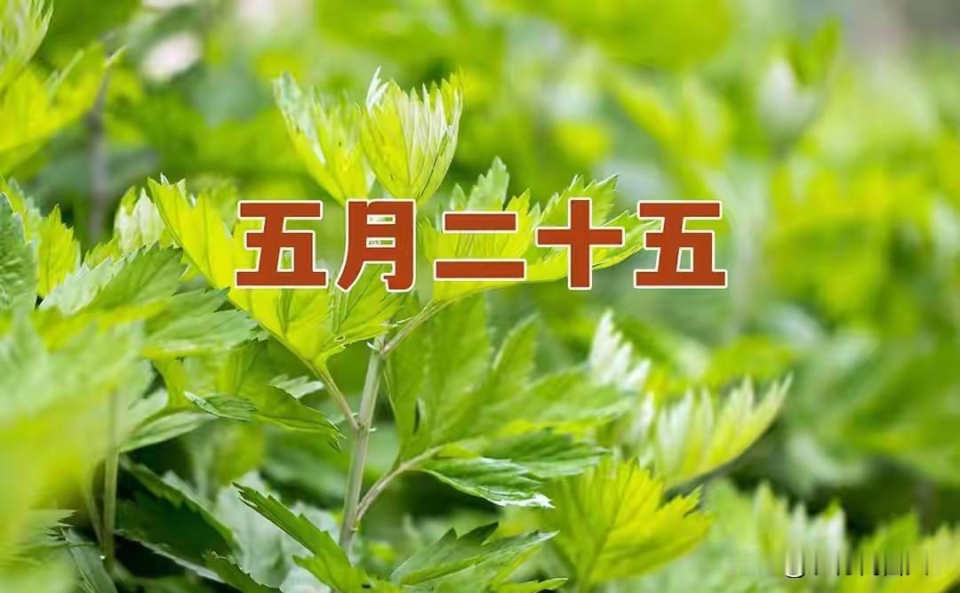 不是迷信！今日五月二十五，白天7禁忌，晚上5注意，记得告诉家人
 
农历五月二十