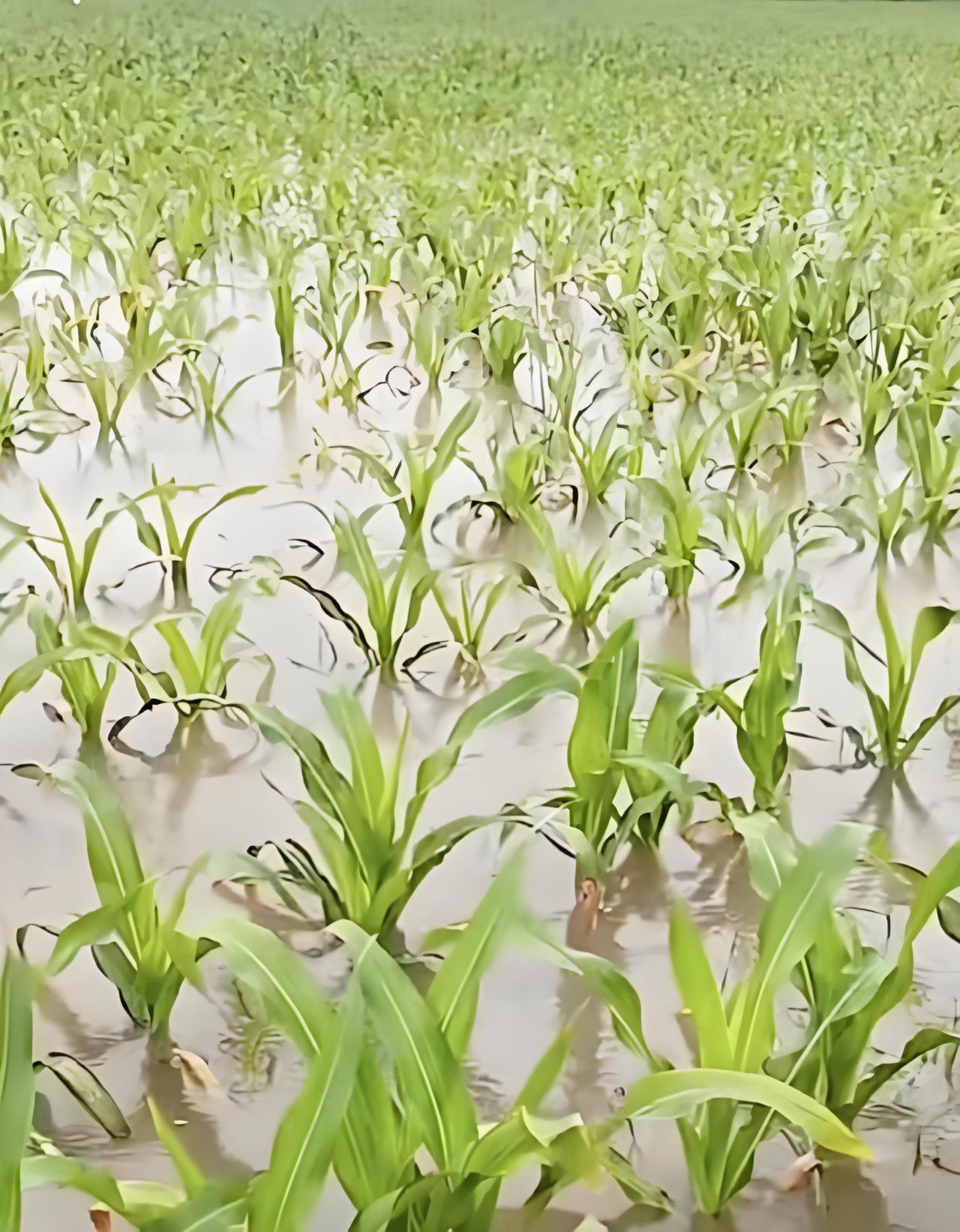 还要下雨？这下可苦了我们农民了！玉米地里的水刚排完，用小抽水机抽的，玉米苗小点的