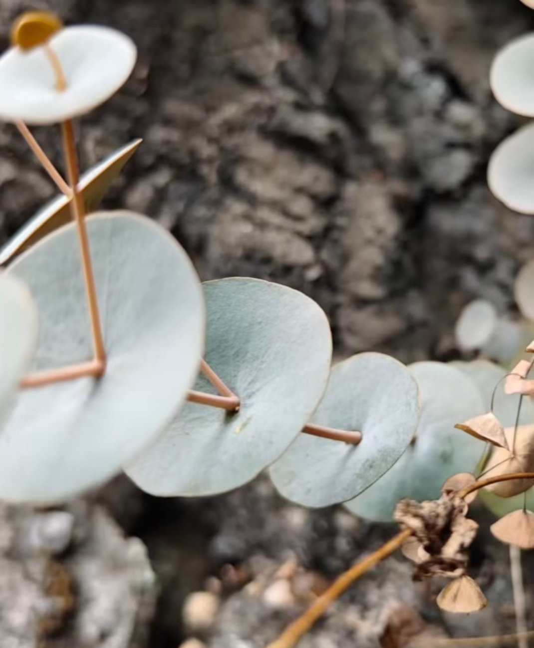 你见过被茎“串”成了铜钱的植物吗？种：穿心草 Canscora lucidiss