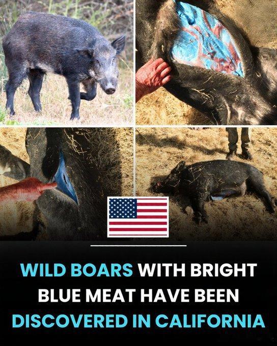 美国野猪因鼠药污染而变成了蓝色。北加州的猎人在处理野猪时震惊地发现，这些野猪的脂