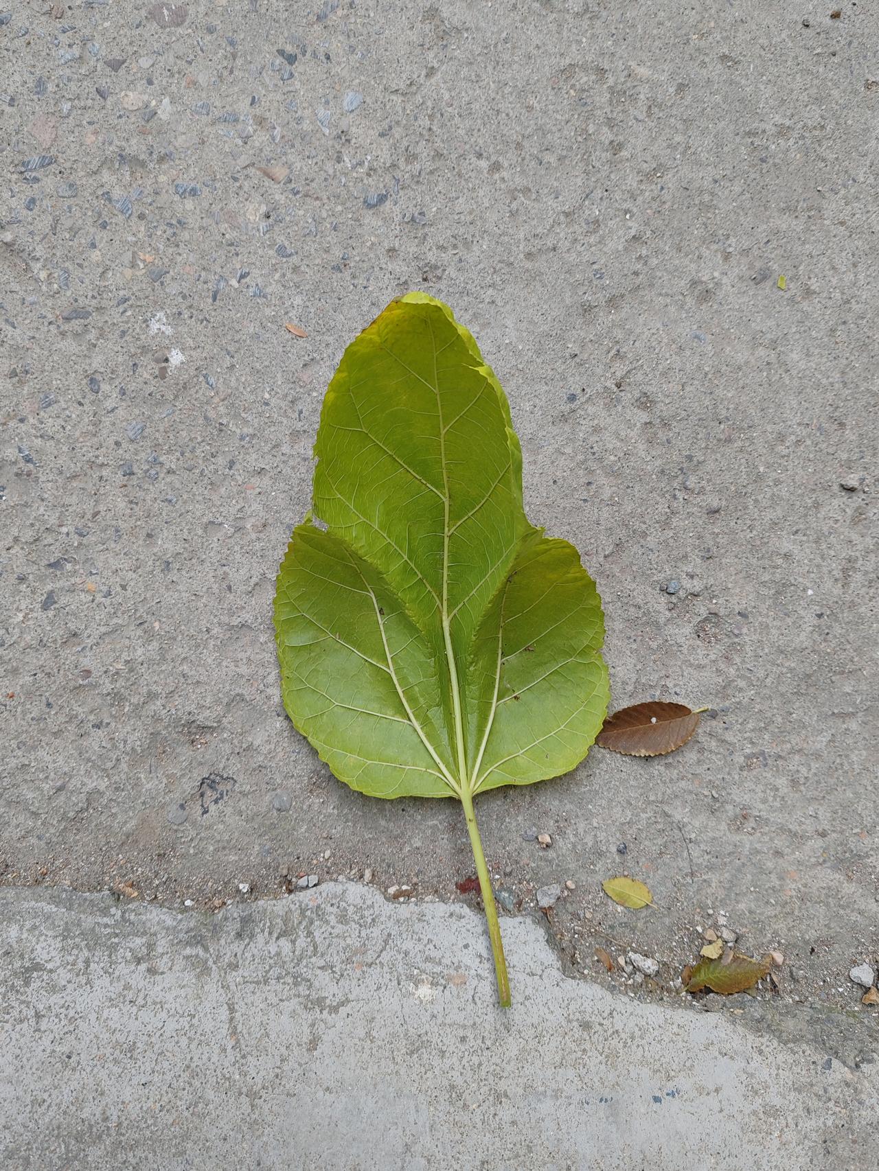 孩子不断奶，便永远长不大。有些孩子能自主断奶，有些孩子则是被父母强行断奶。还有些