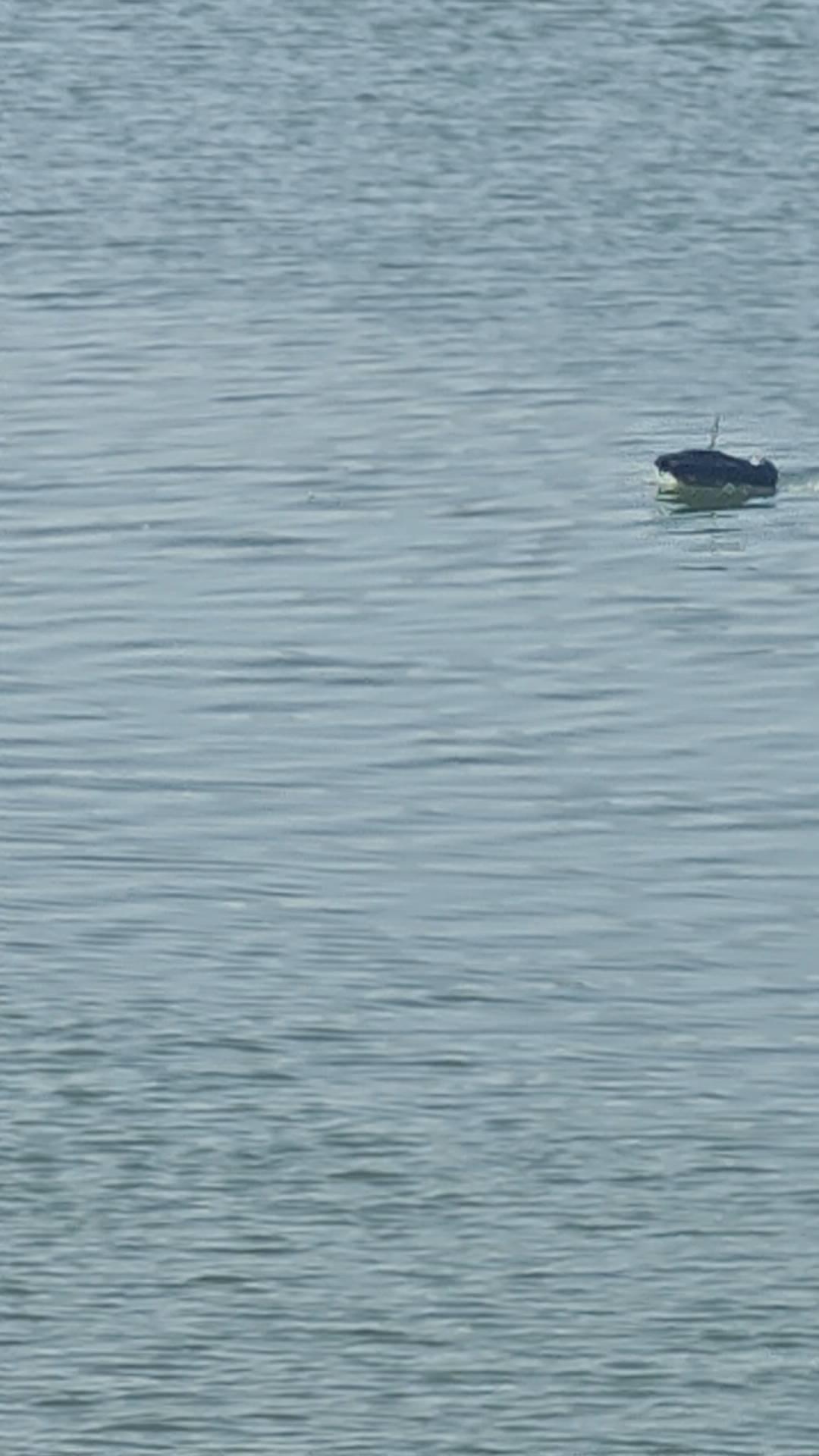 这什么东西？跑得快。逍遥机械水怪。