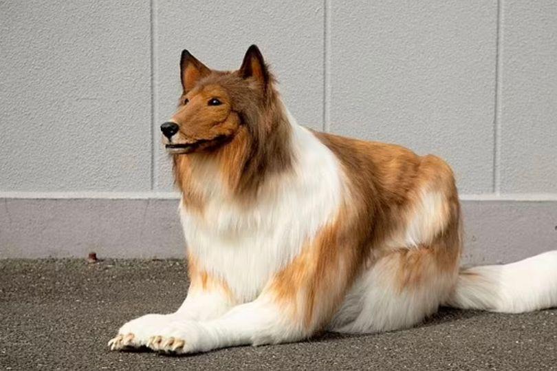 日本一男子因厌倦做人，花二百万变成狗，如今找到自己“同类”了


在现代社会，每