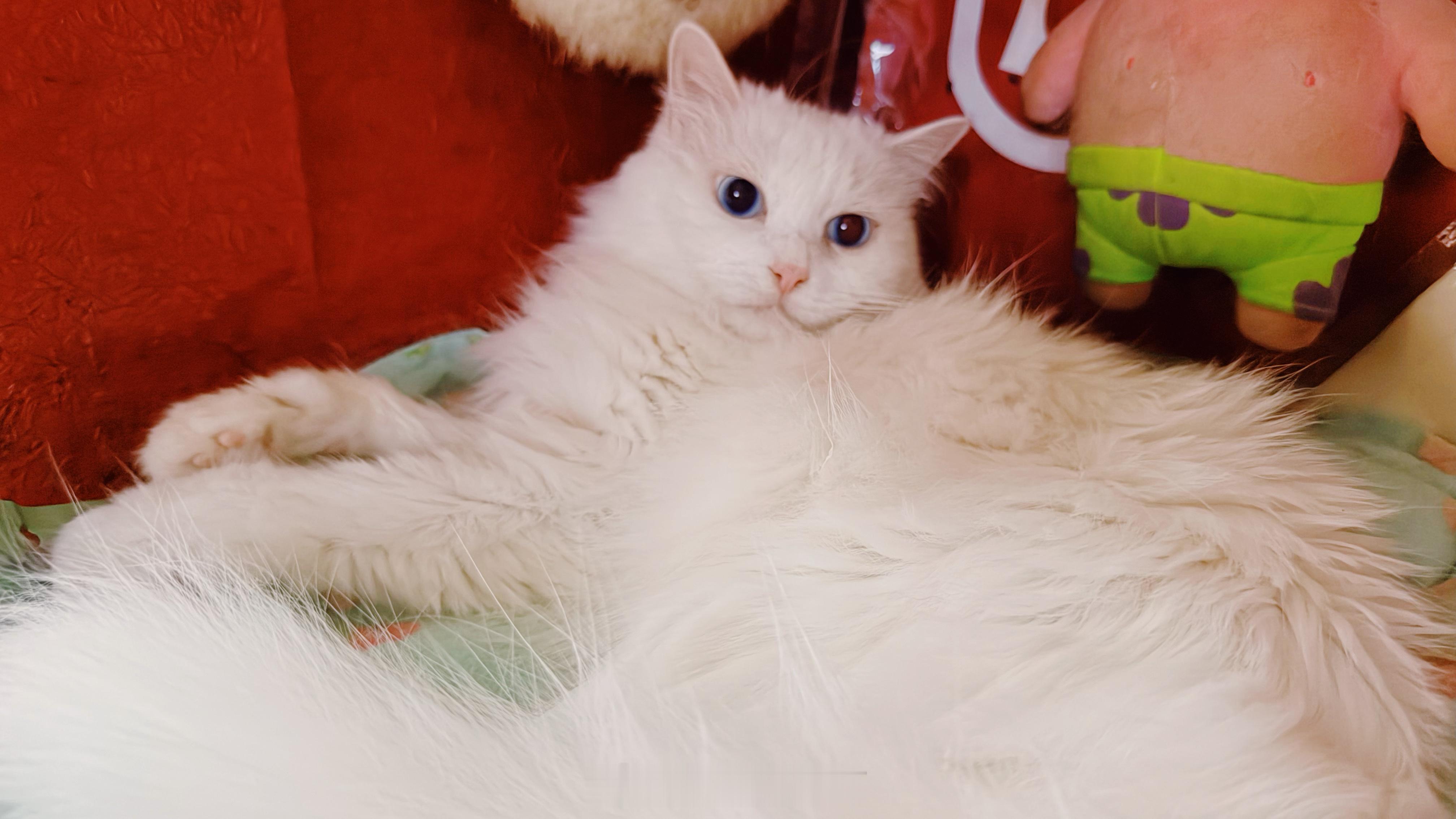 吐槽完小夕….发两张她的美照吧～毕竟人无完人，猫无完猫嘛～（呜呜呜呜～今天又扔一