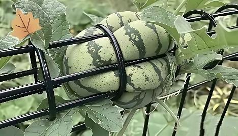 橘生淮南则为橘，
橘生淮北则为枳。
环境不同，
土质不同，
气候不同，
事物就不