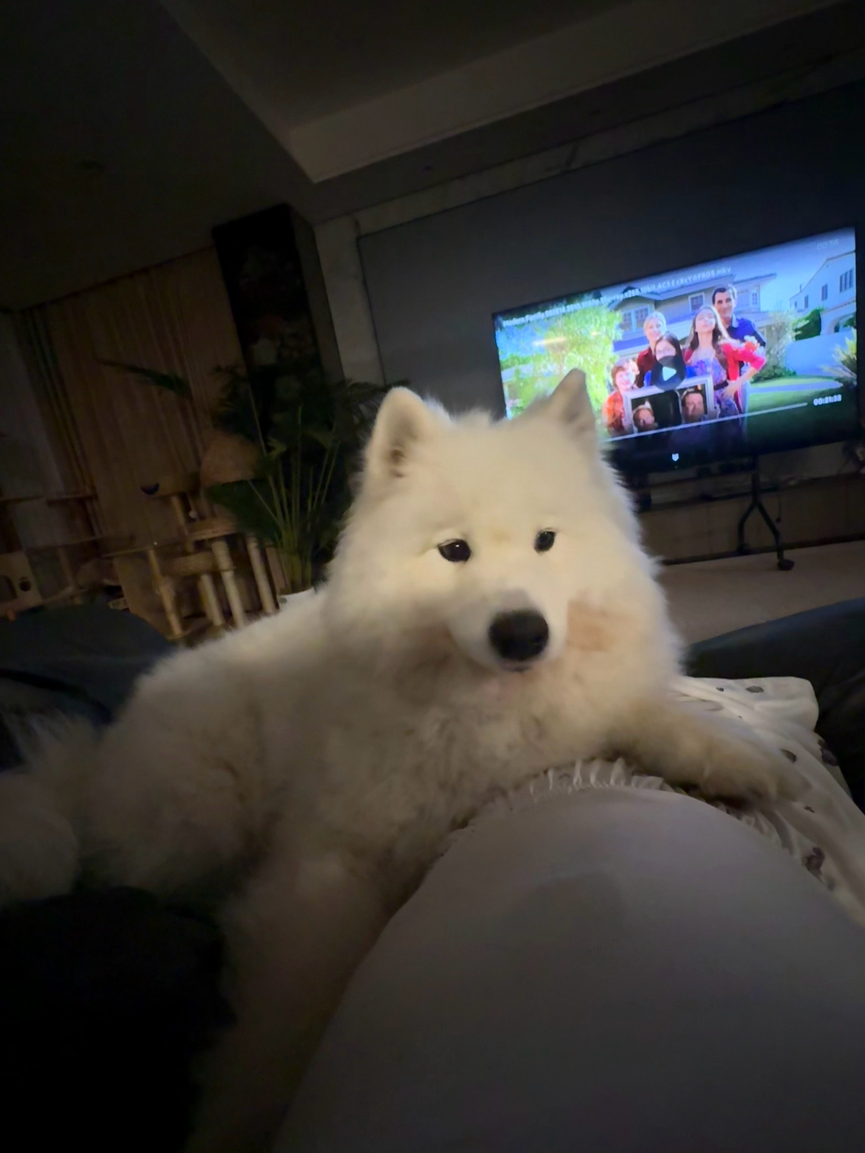正在给我讲上积木课教室里飞进来一个大飞蛾：“这——鹅鹅么大！！！只有我不怕！我把