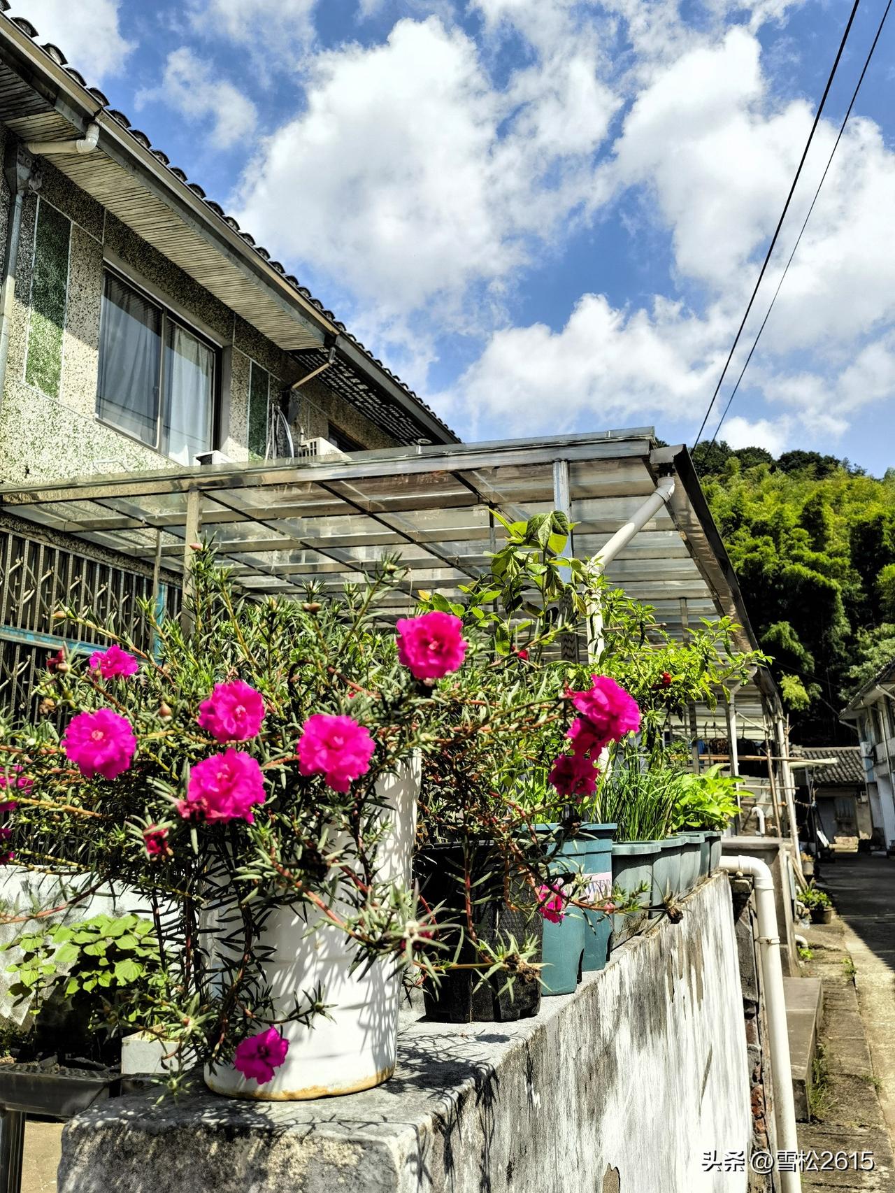 花果出墙，岁月生香

上次在绿野村漫步，感受了古村岁月的沧桑与历史的渊源，古色古