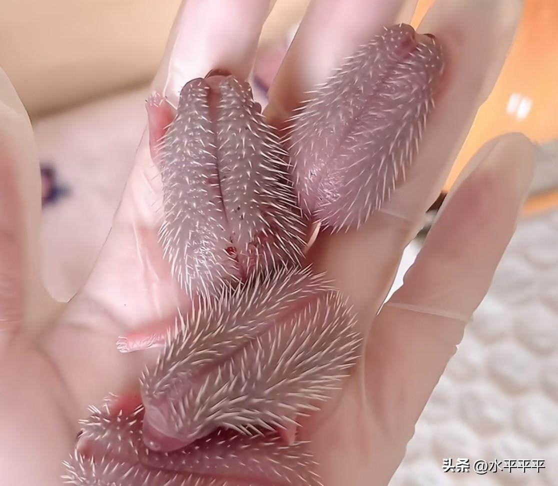 一直以为小刺猬生来就有刺，很是替刺猬妈妈担心，生小刺猬时那得有多疼啊！
原来不是