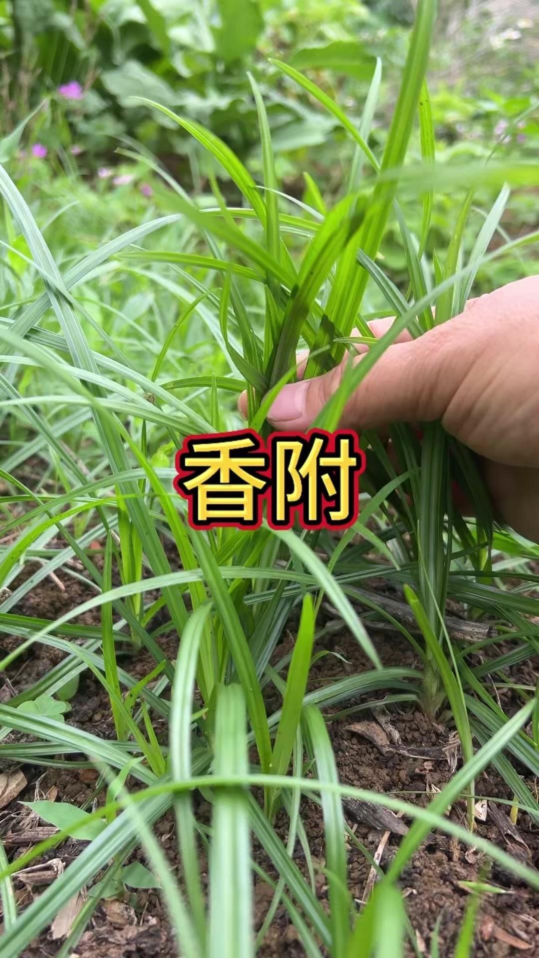 它地下的根块你肯定眼熟，掰开后清香扑鼻，加工后就是大名鼎鼎的中药材香附子。小时候